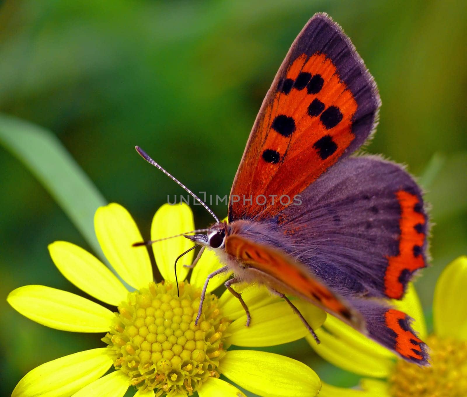 Lesser Fire Butterfly (Lycaena phlaeas) on Jacob's Ragwort (Senecio jacobaea)