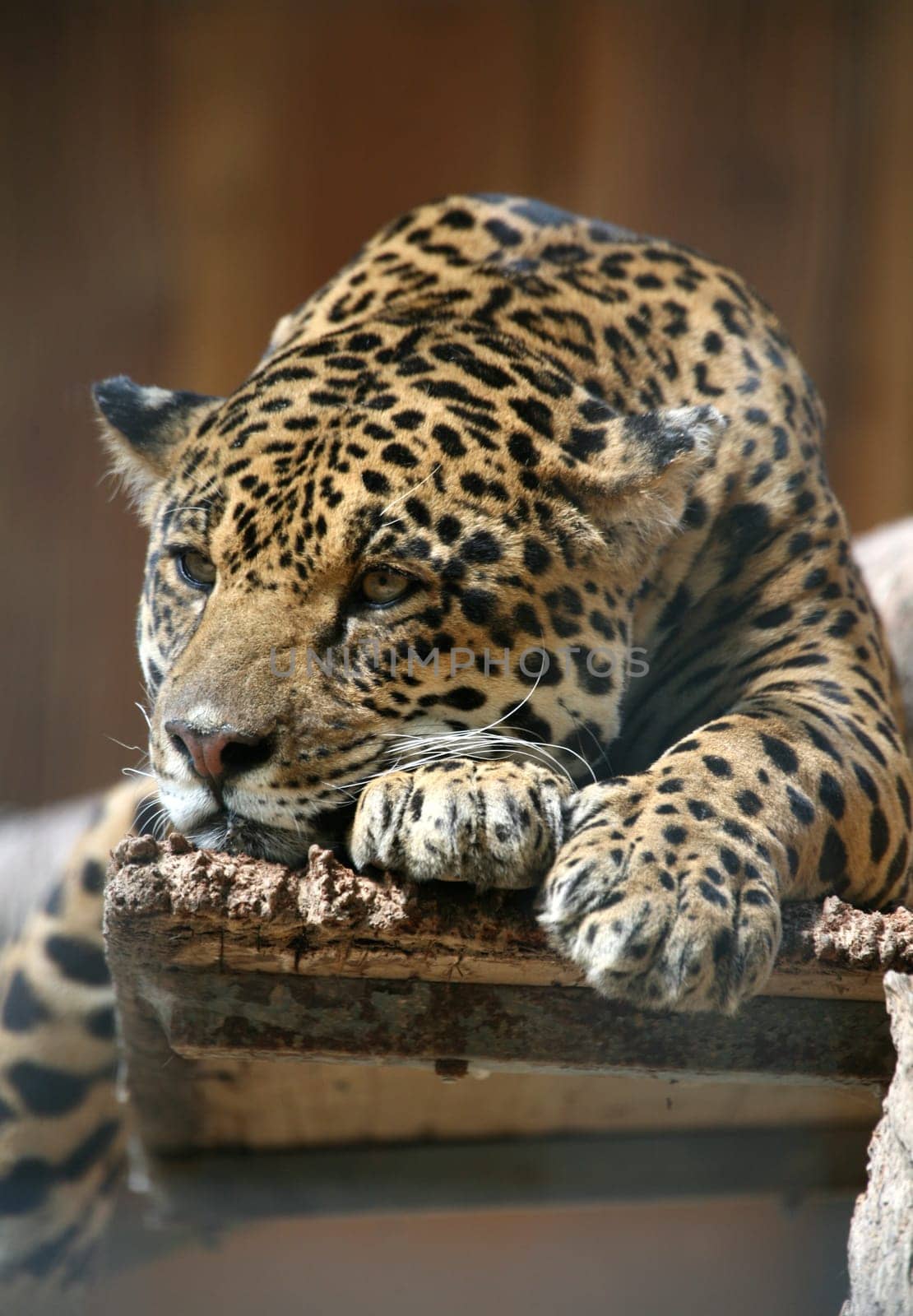 Beautiful big cat