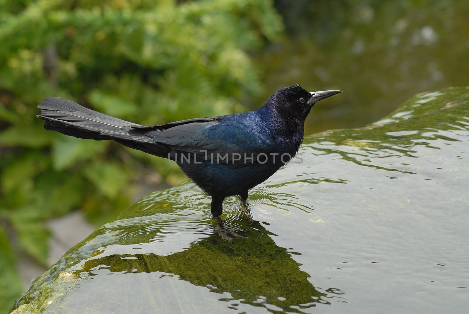 Maybe you can help me find out what kind of bird it is????:-)