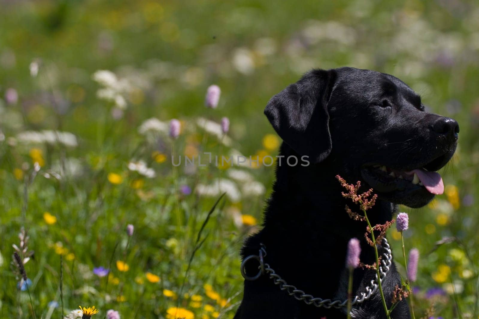 Even a dog has to go on vacation :-)