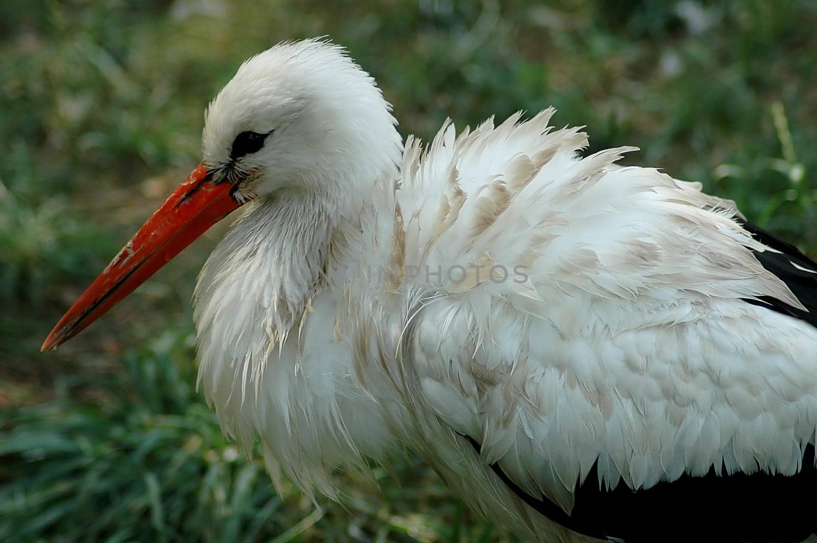 Again a bird with severed legs... but otherwise the wetness doesn't come across so well!:-)