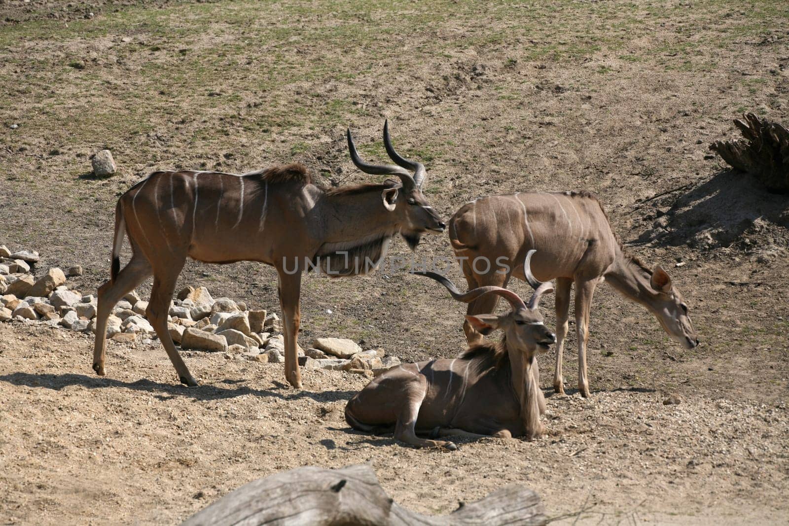 Greater kudu