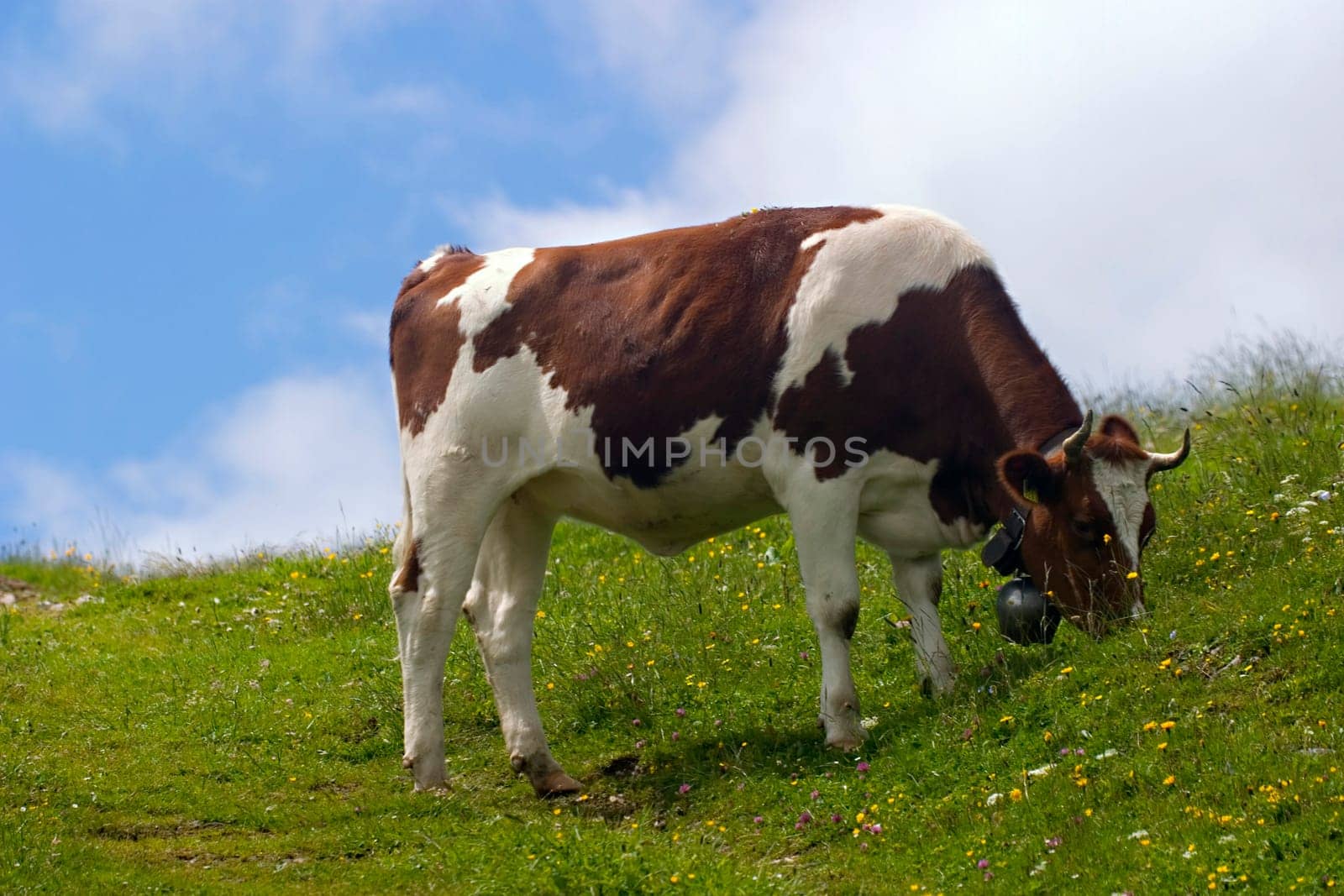 There's a cow on the mountain pasture ...