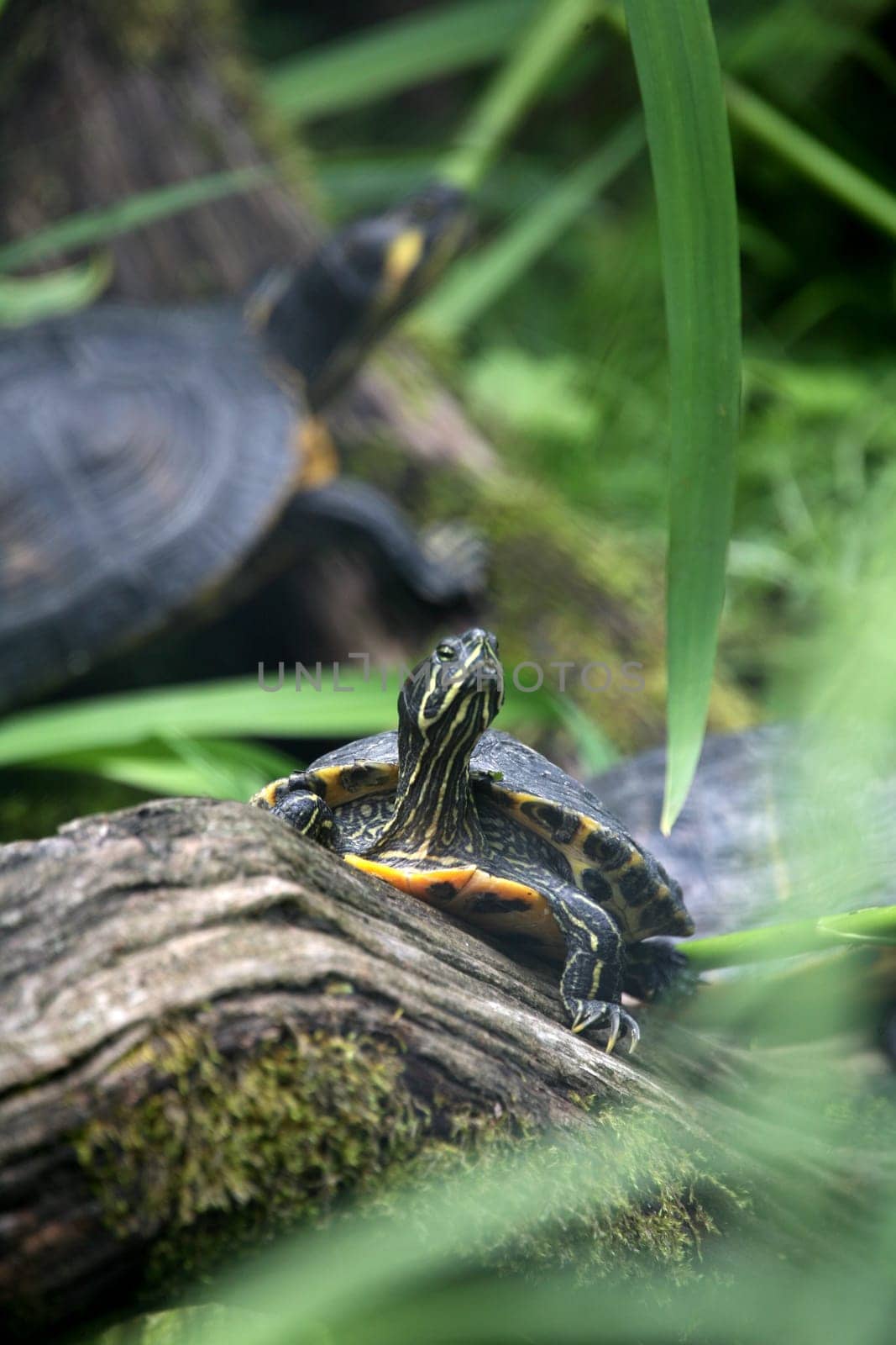 Red-eared Ornamental Turtle