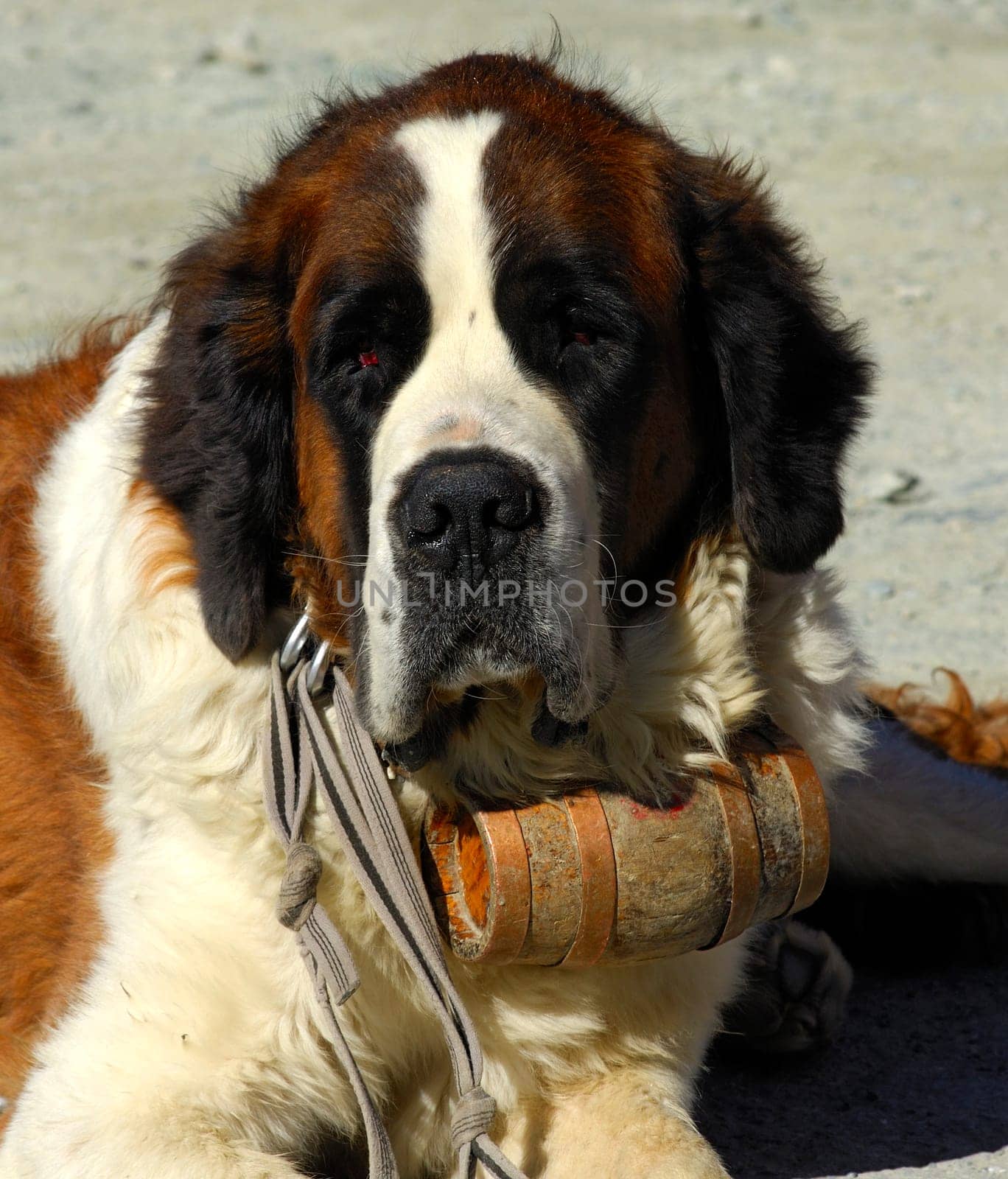 St. Bernard dog with barrel