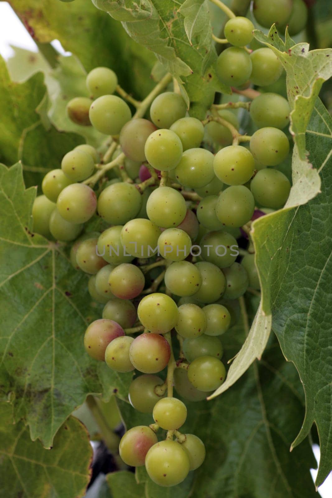 Ripening grapes