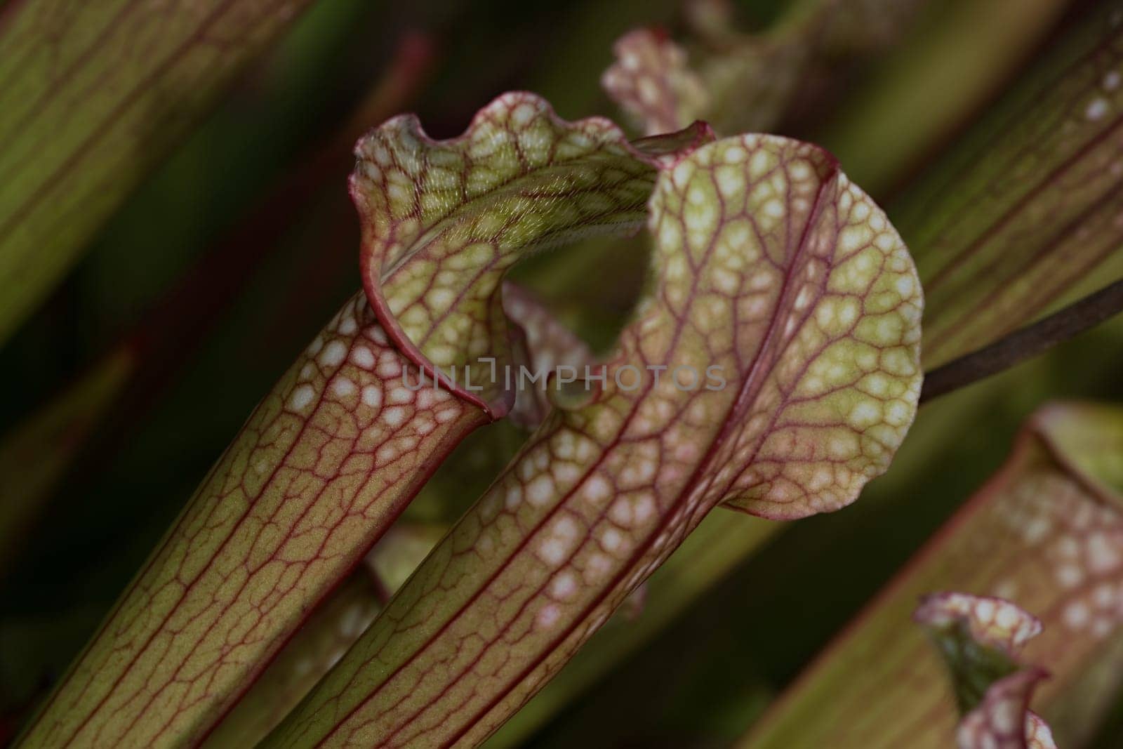 Sarracenia Leucophylla