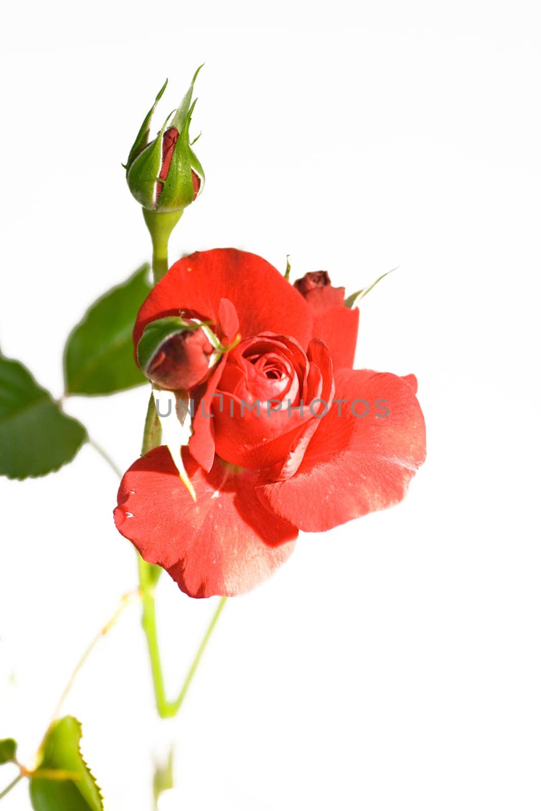 red rose,cropped