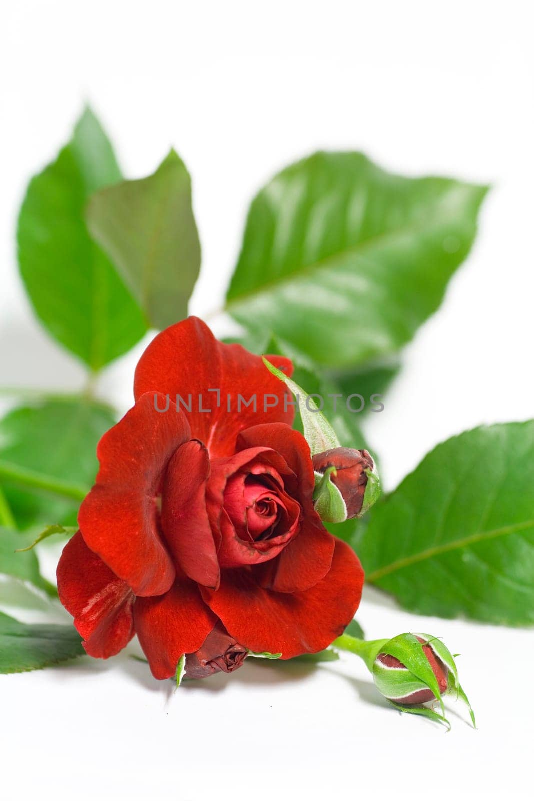 red rose,cropped