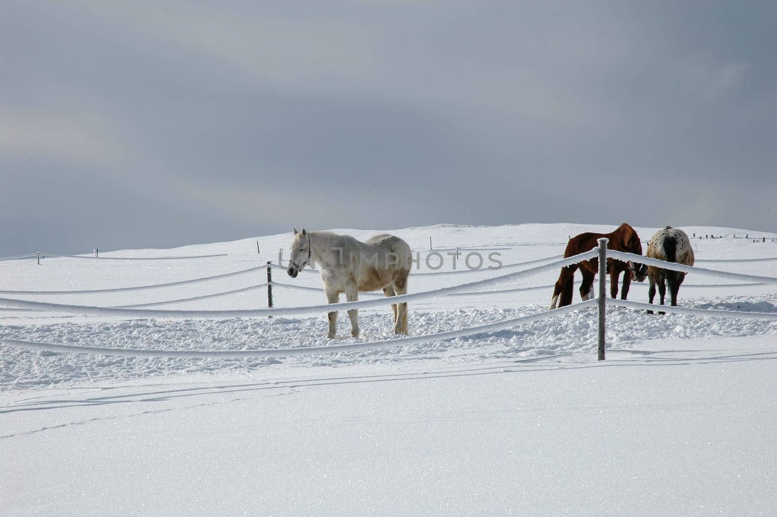 Winter horses