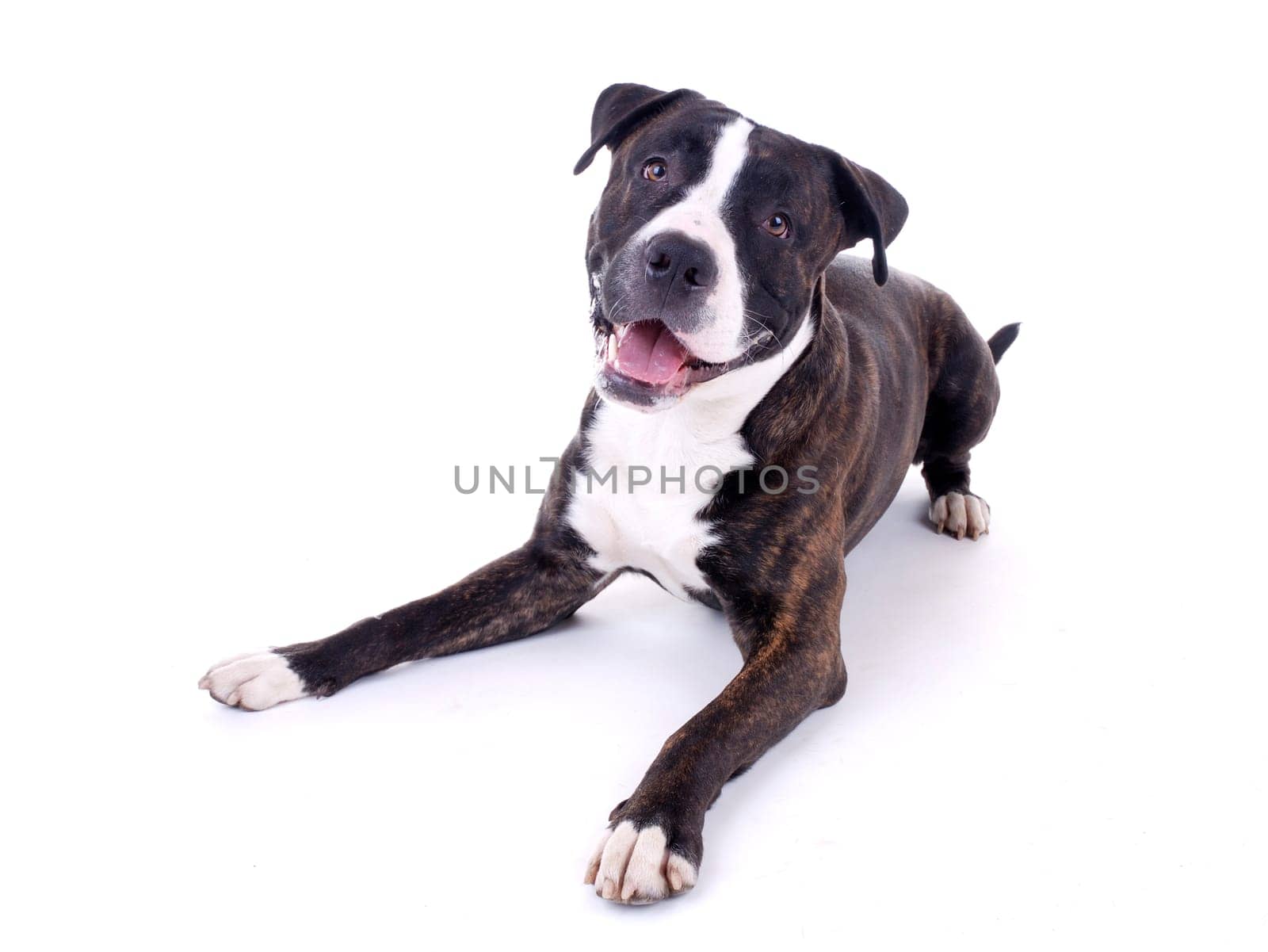 Dog Portrait