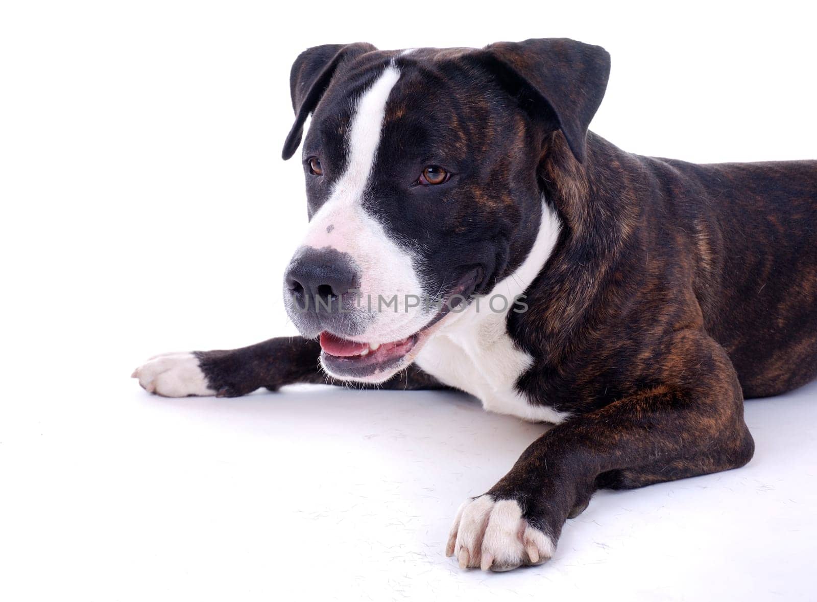 Dog Portrait