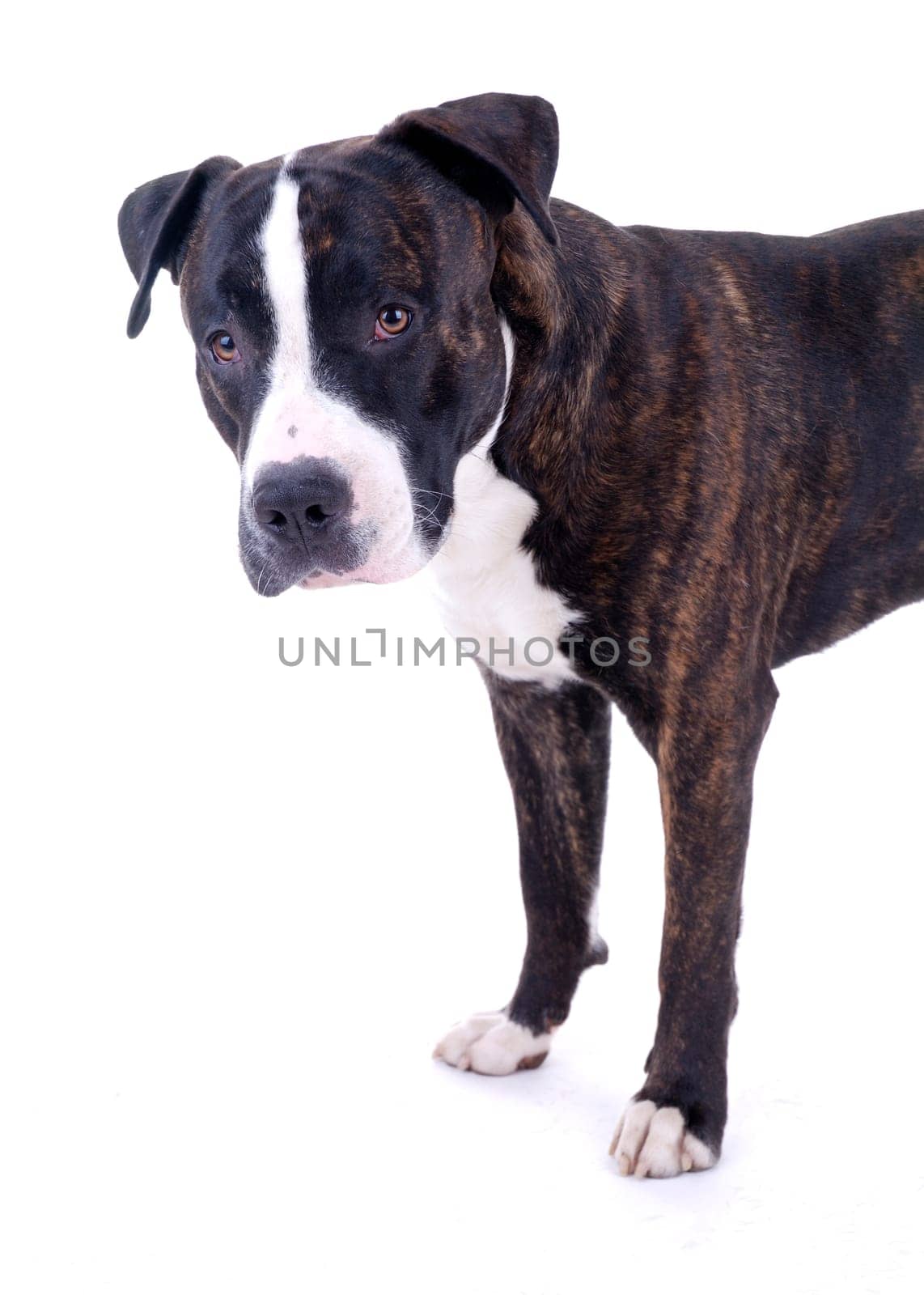 Dog Portrait