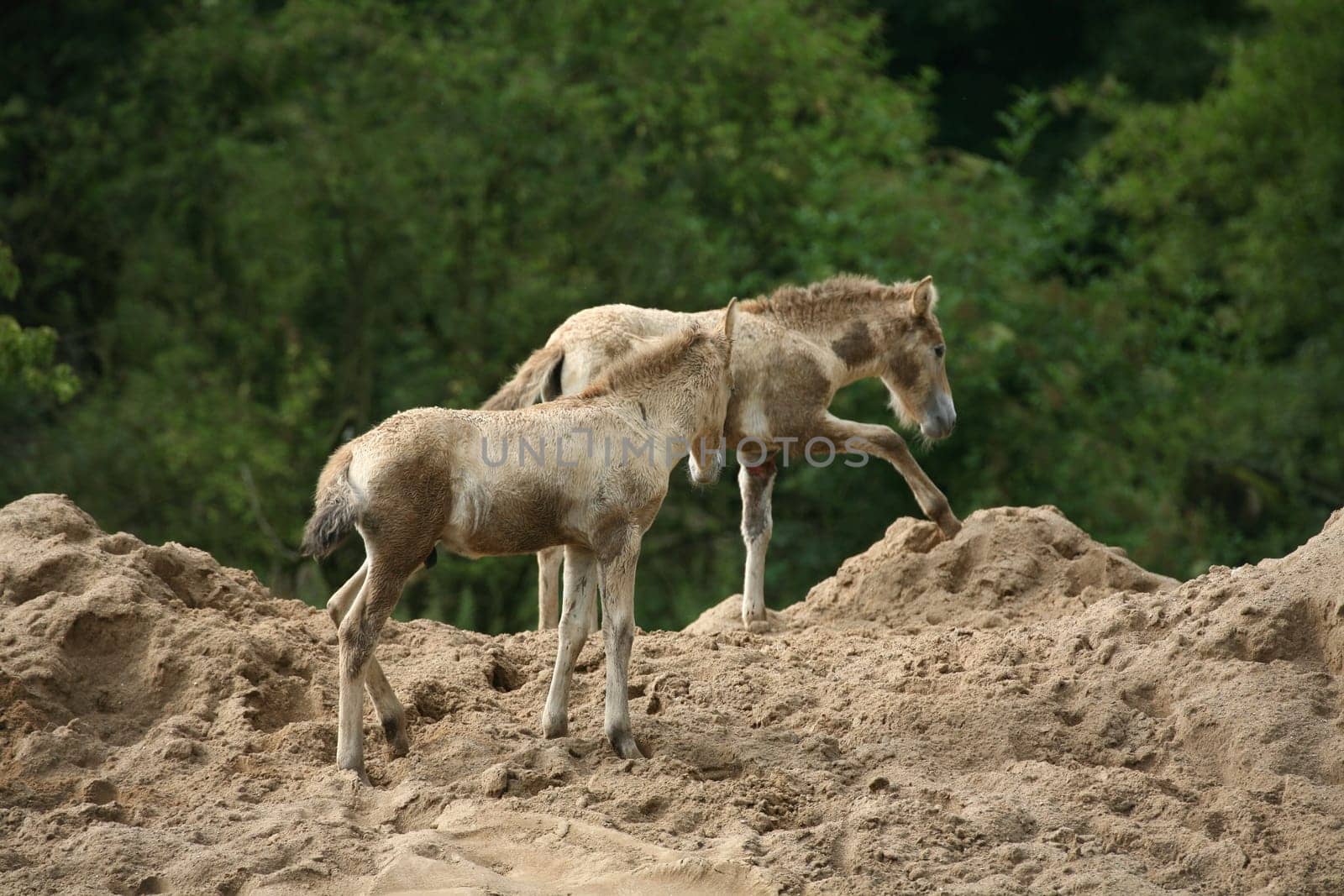 Przewalski's horses