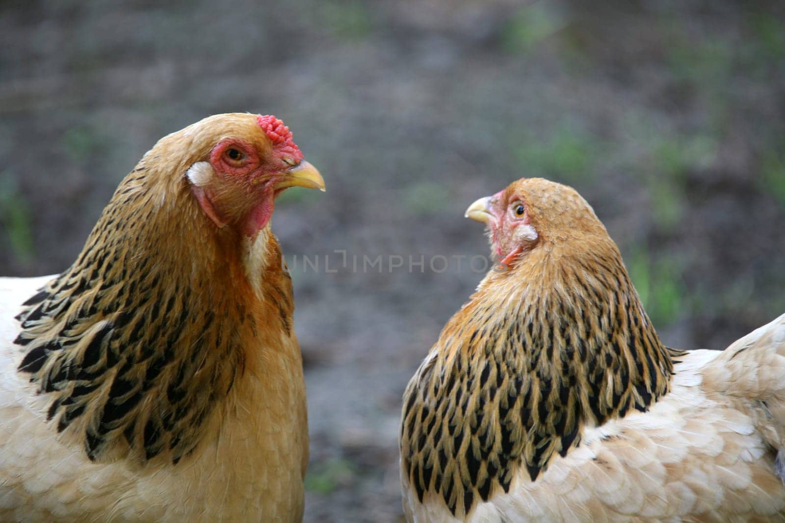 Two hens on a farm