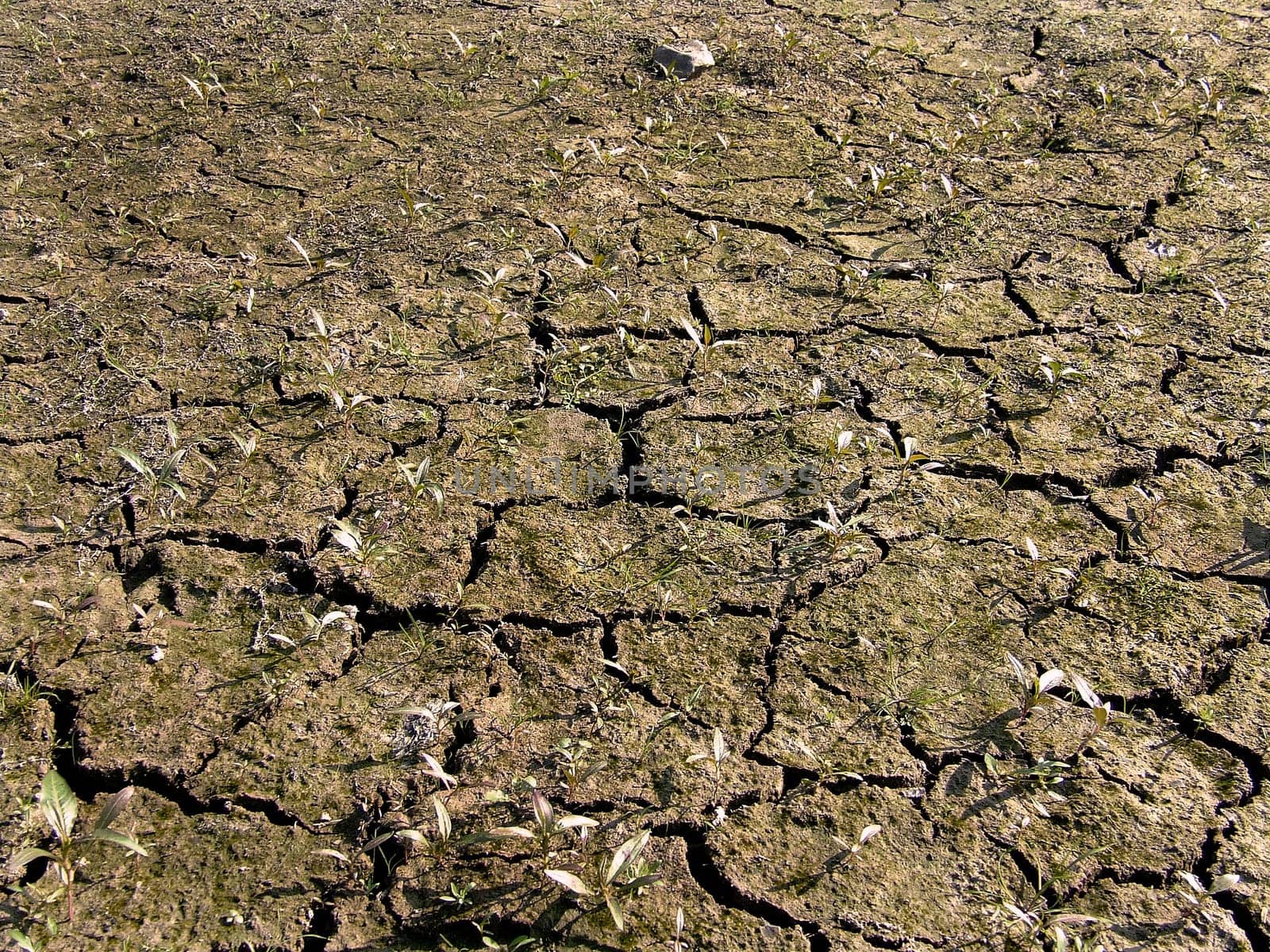 Drought