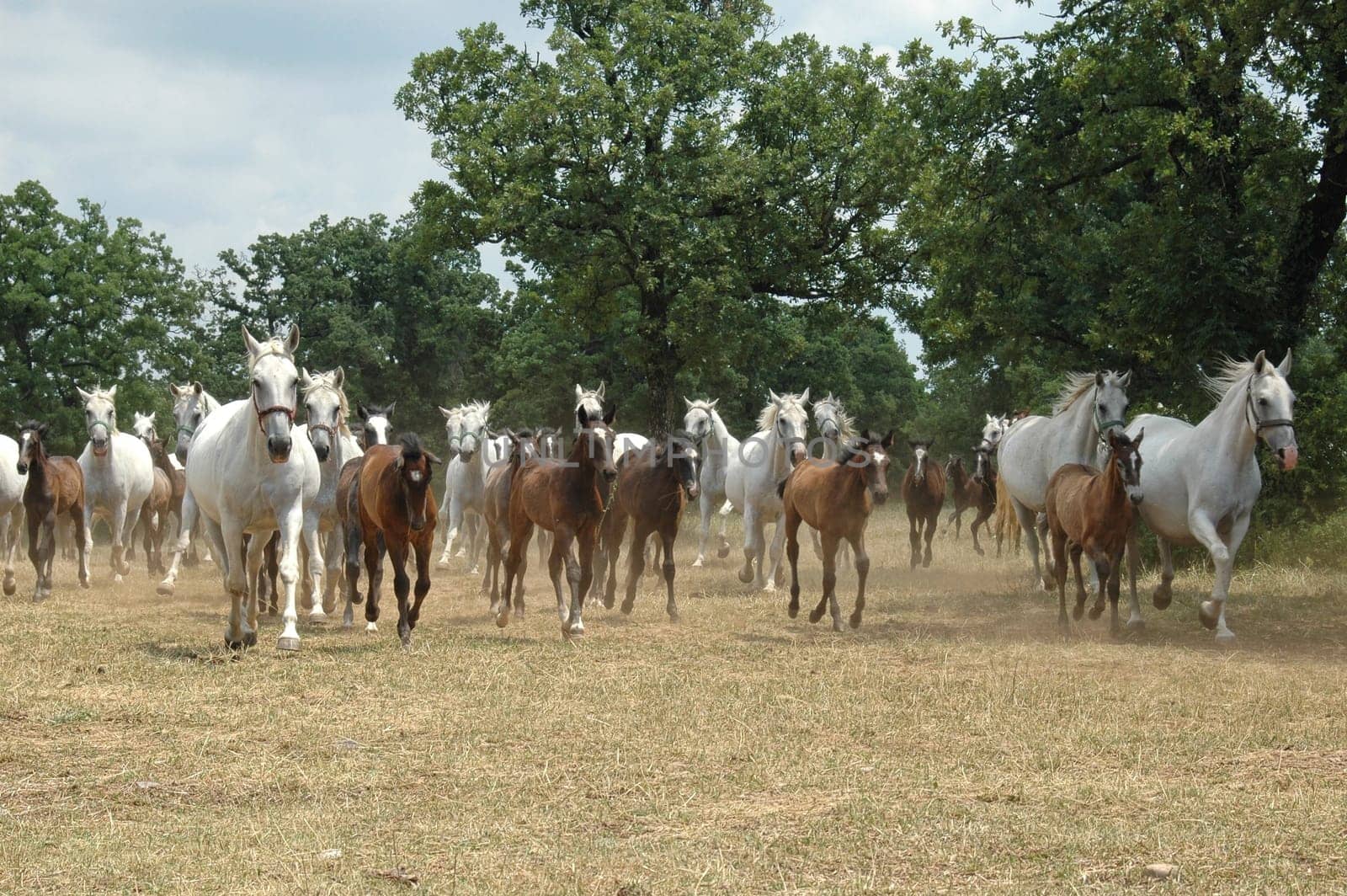 Horse herd
