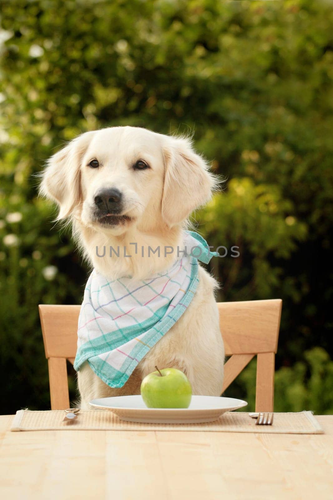 Golden Retriever with apple