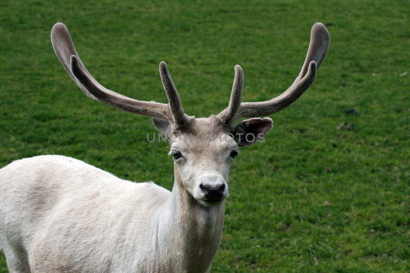 White deer