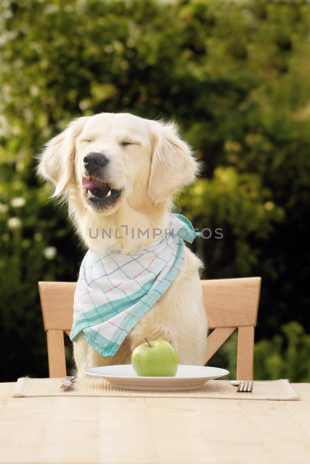 Golden Retriever with apple (diet)