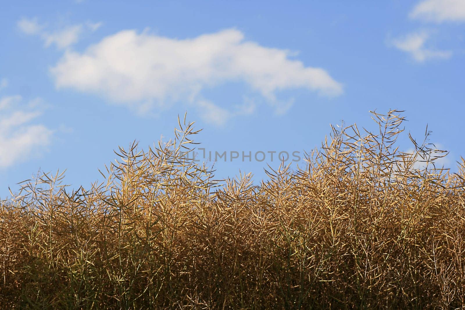 Ripe rapeseed