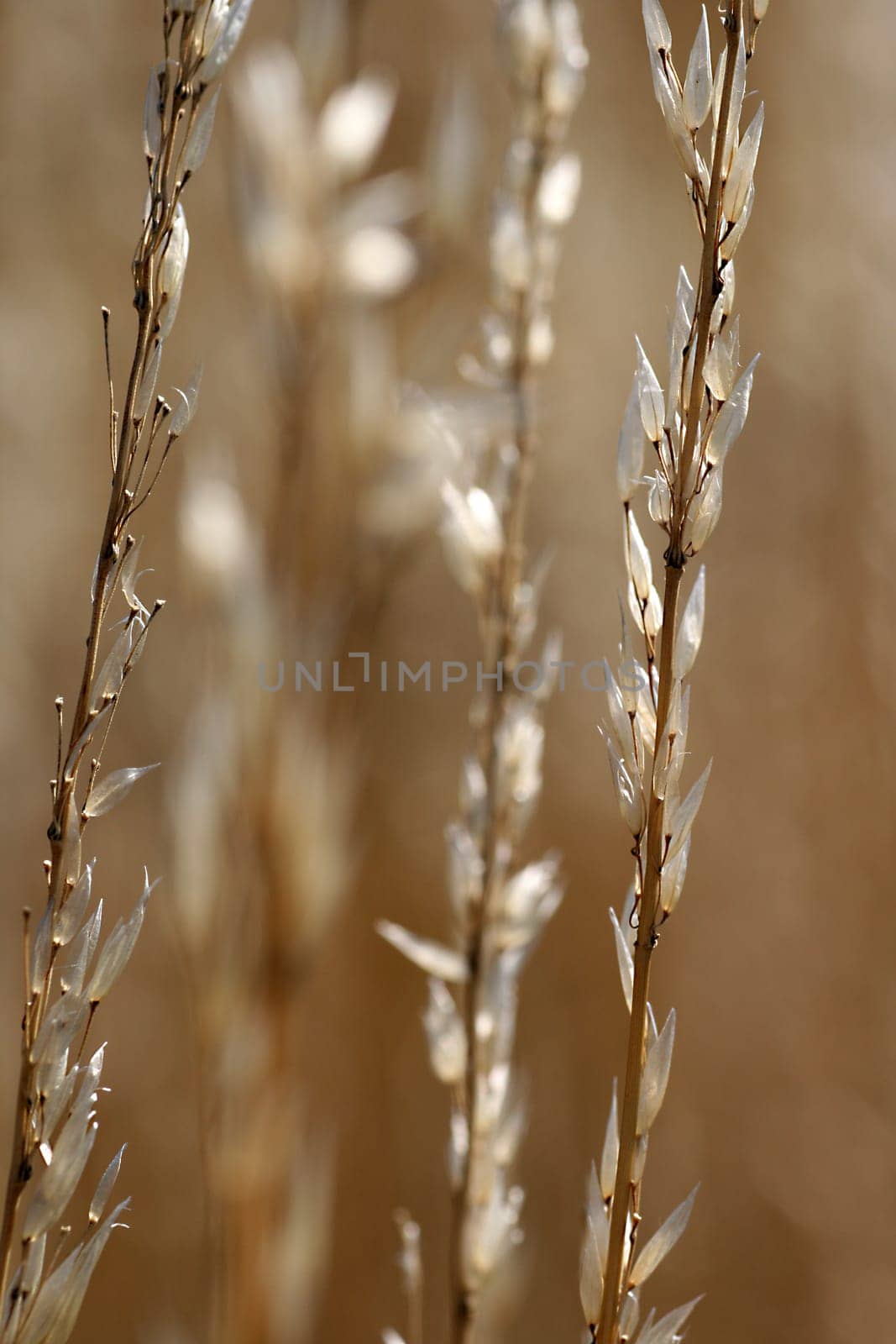 Withered grasses