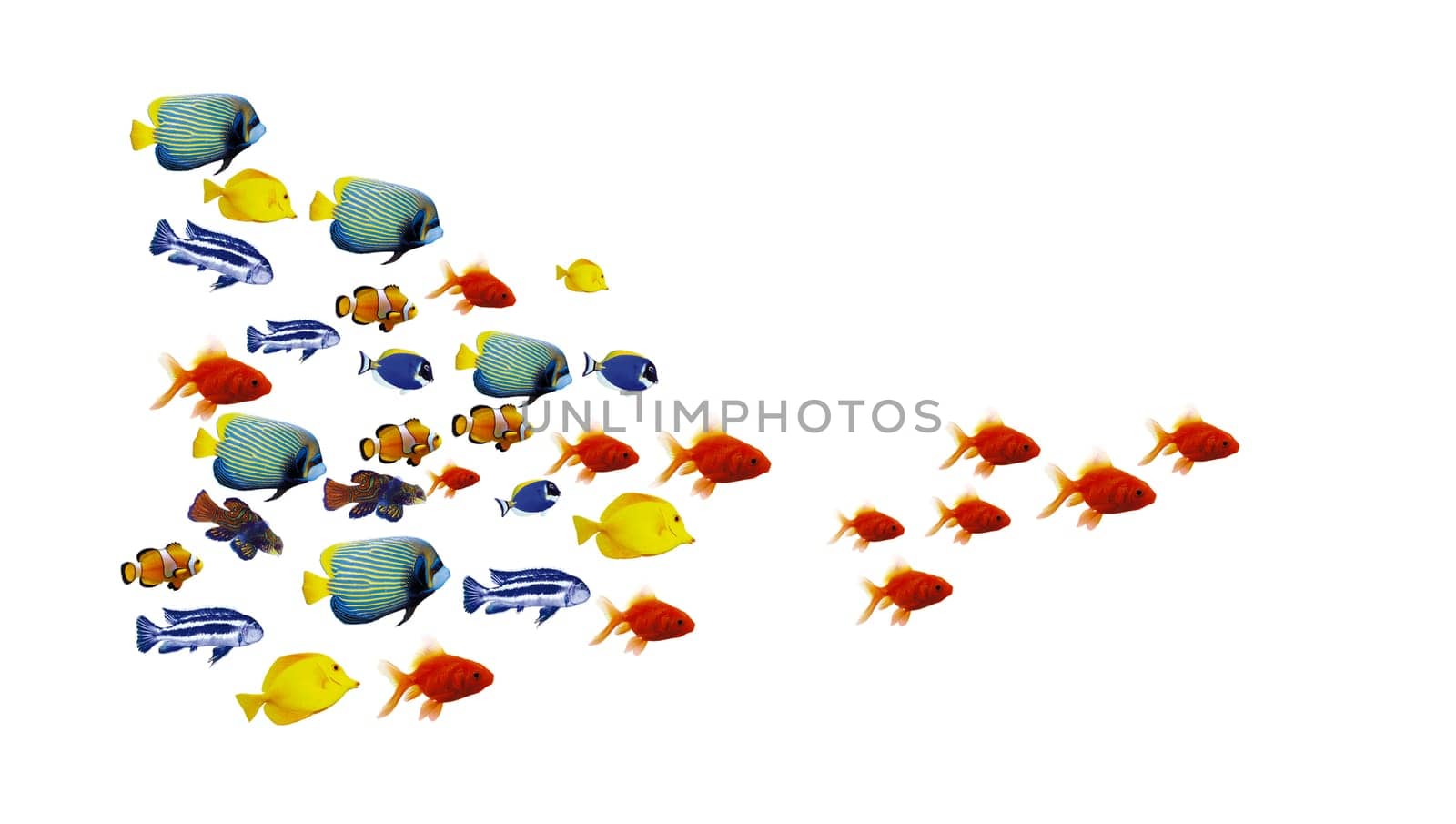 colorful fish