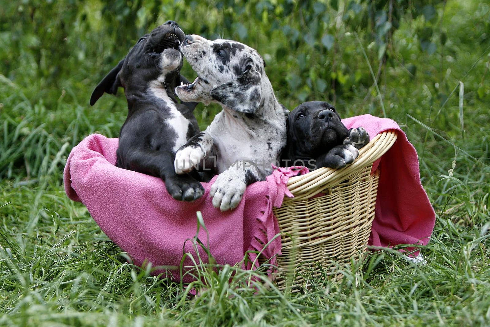 Great Danes puppies in the basket