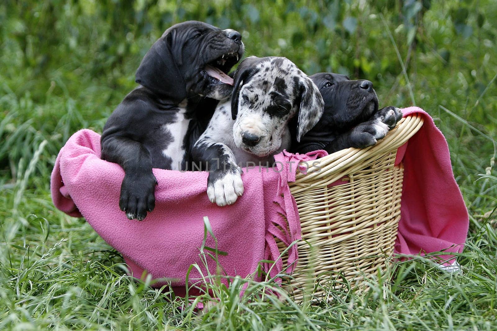 Great Danes puppies in the basket