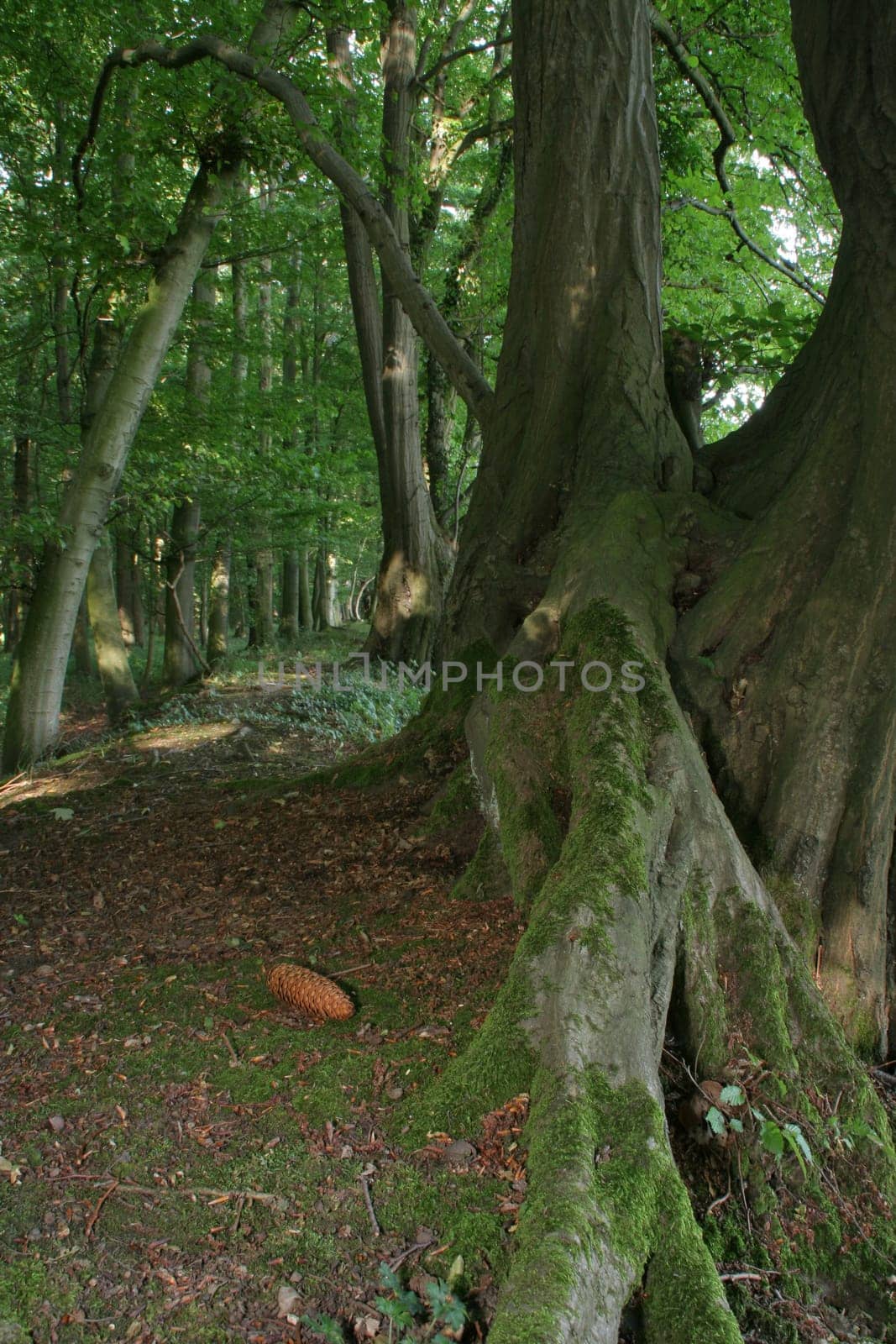 forest path