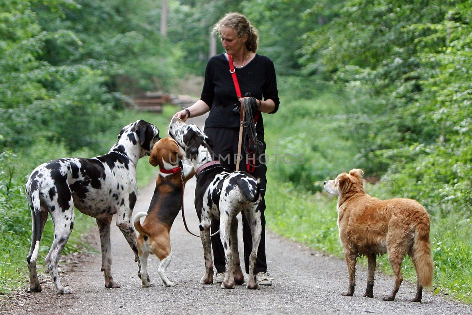 Woman with many dogs