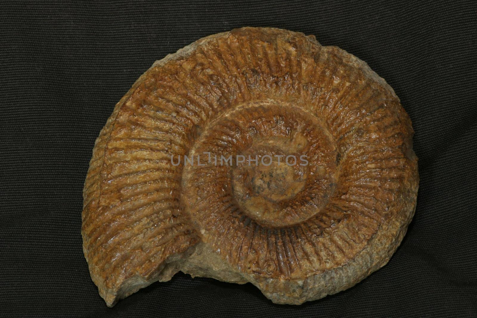 Ammonite