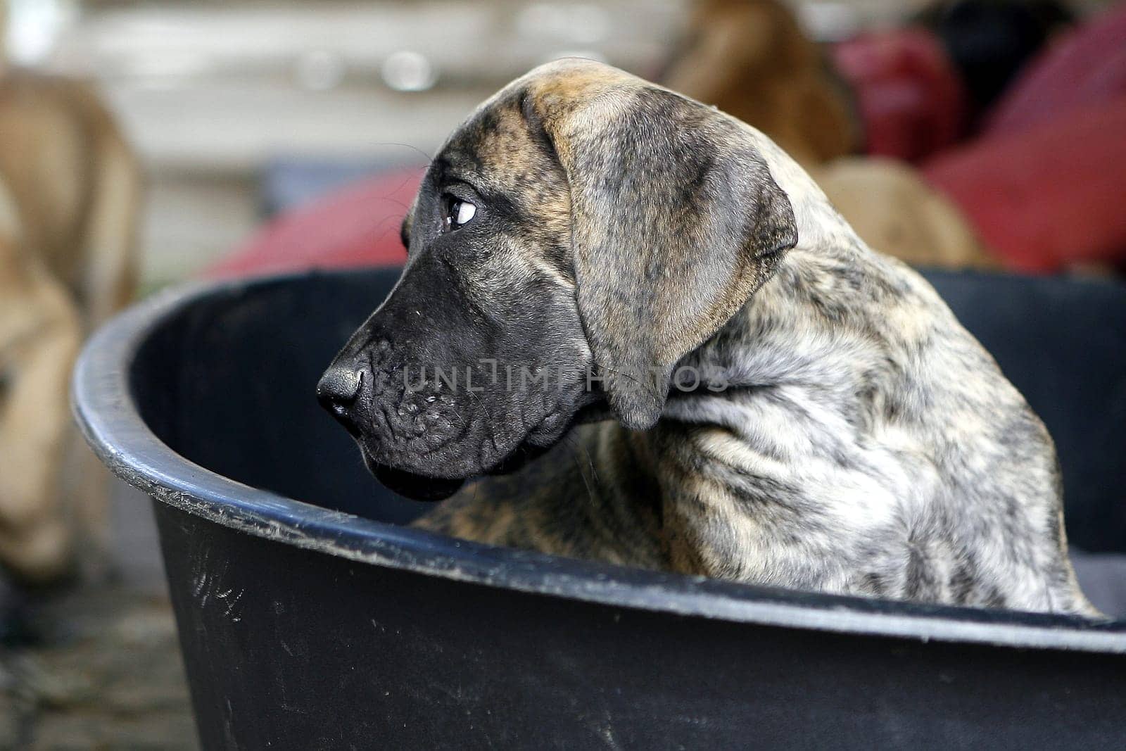 Brindle mastiff puppy in bucket
