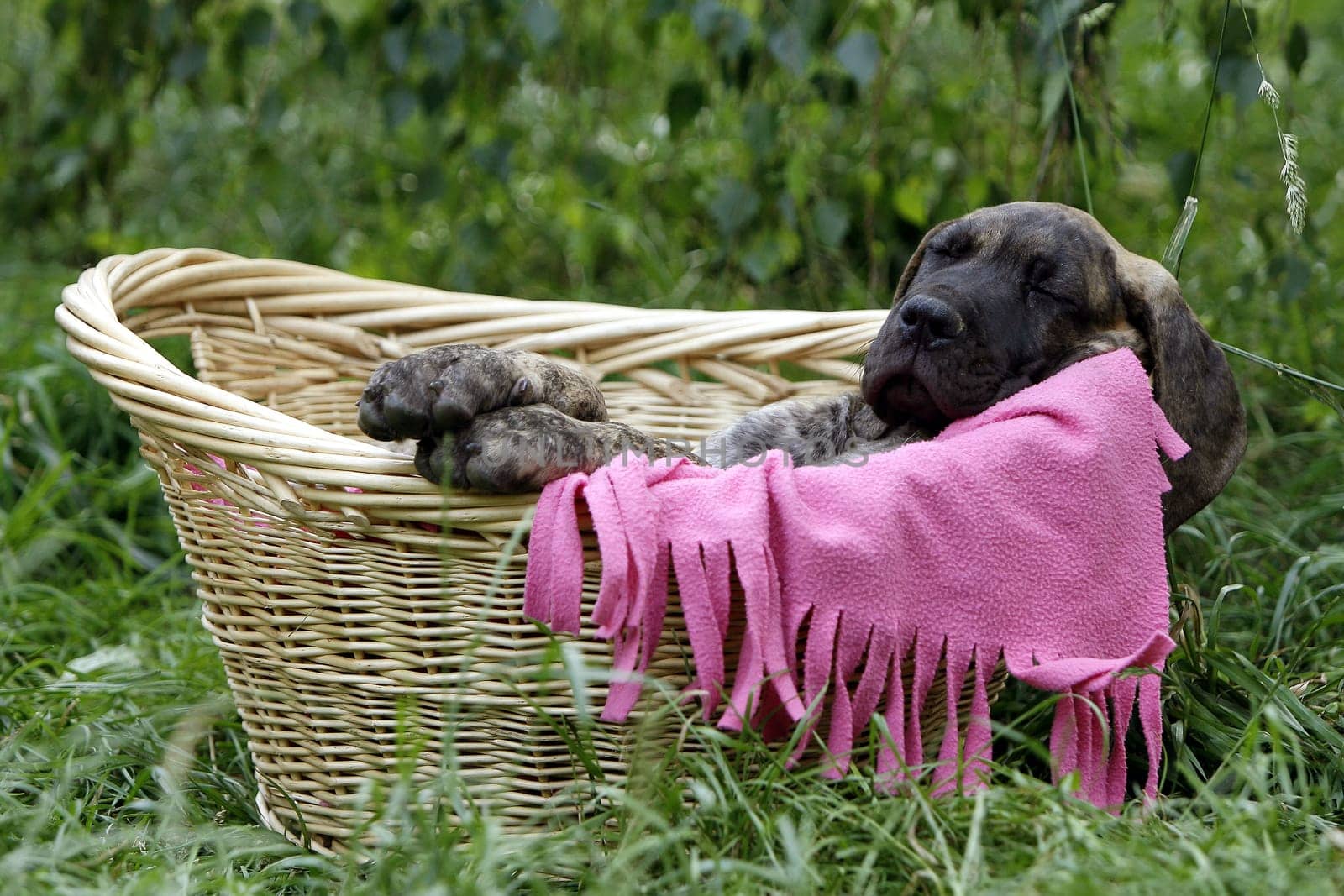 sleeping puppy in the basket