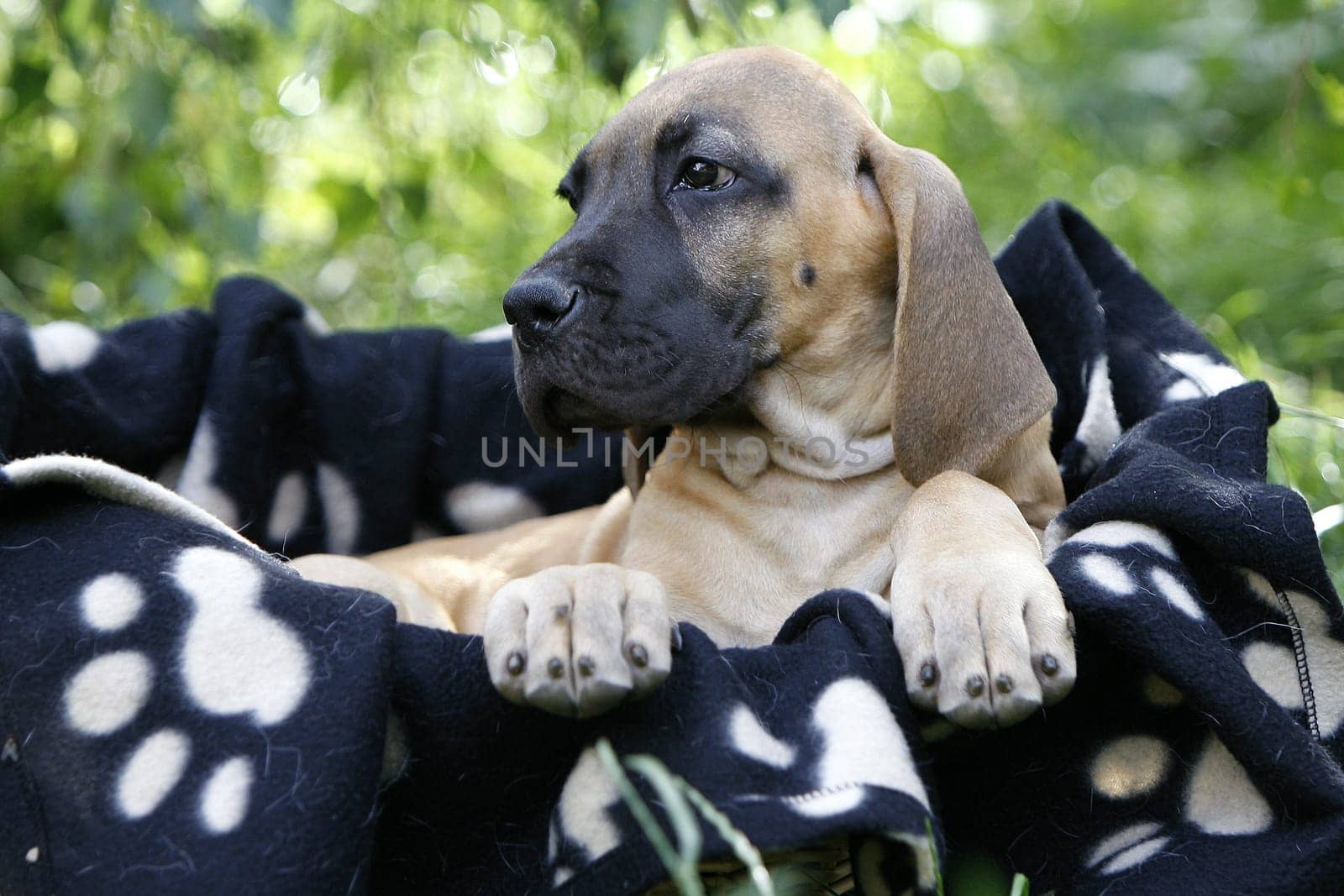 Great Dane Head Portrait