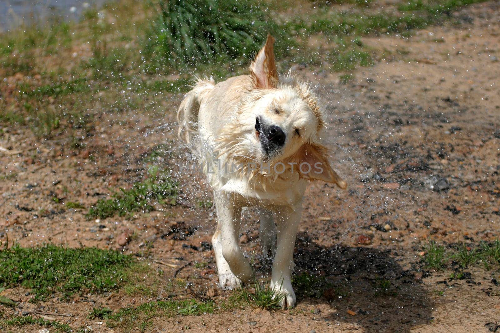 Shake yourself,but don't get me wet