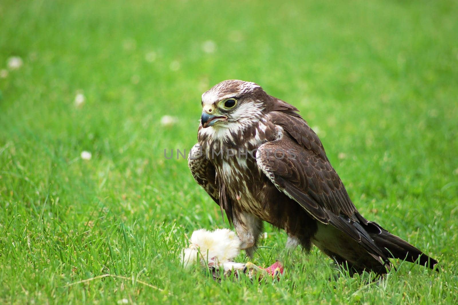 Kestrel (Falco tinnunculus)