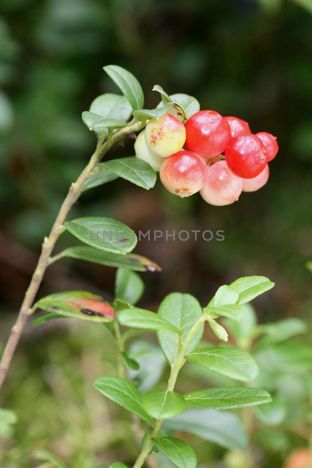 Cranberries