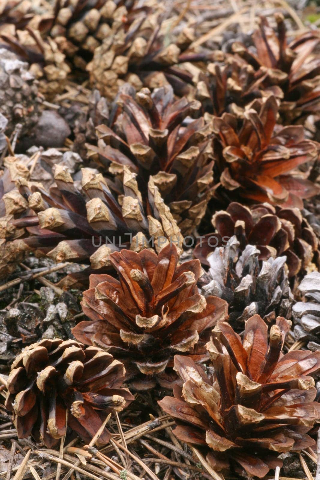 Pine cones
