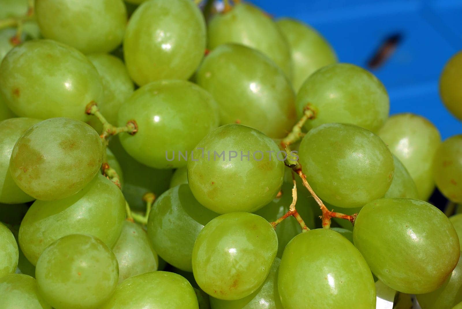Grapes