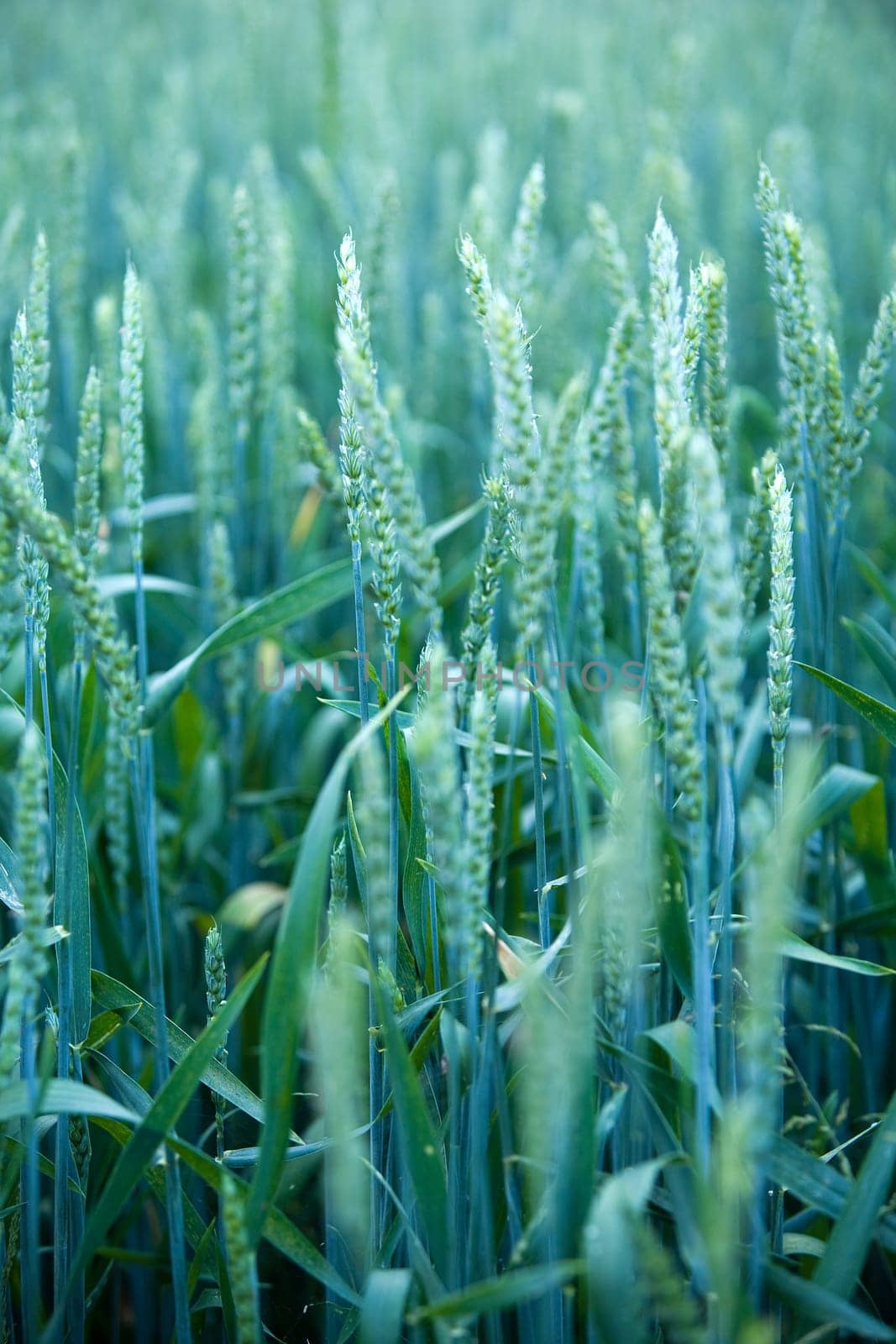 Cereals green