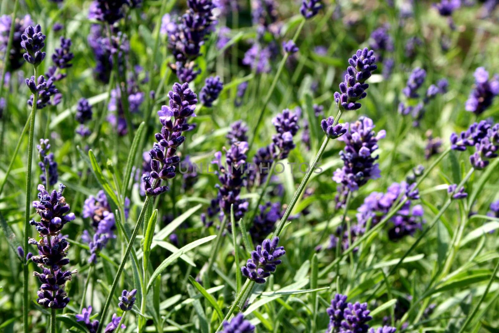 Lavender (2)