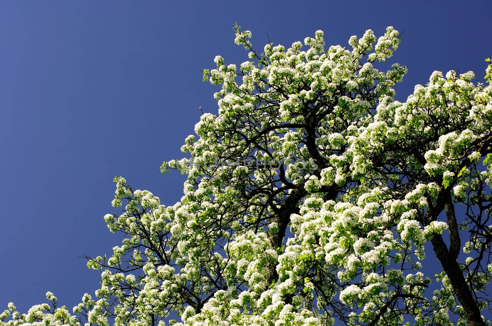 Apple tree in bloom