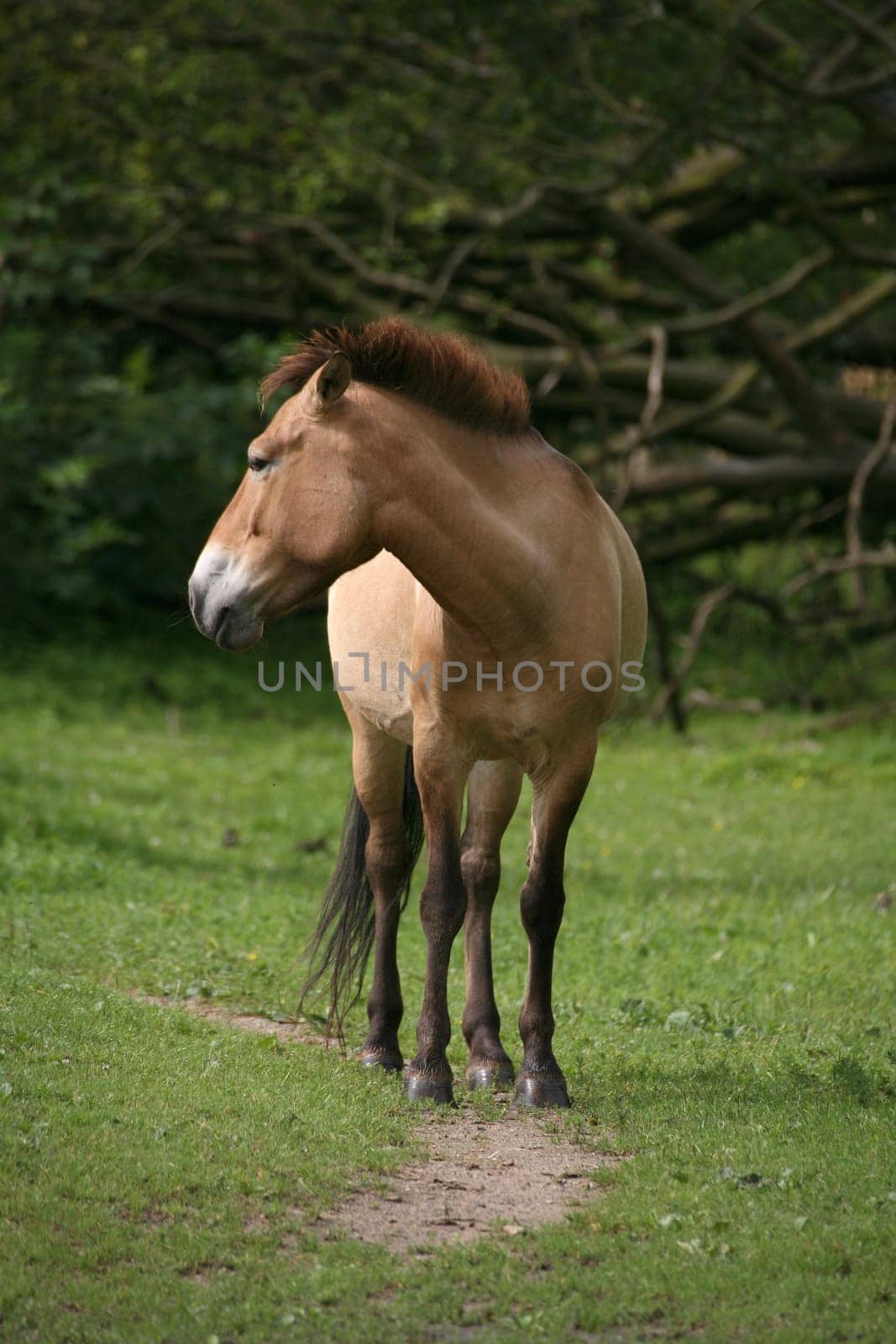 Asian wild horse