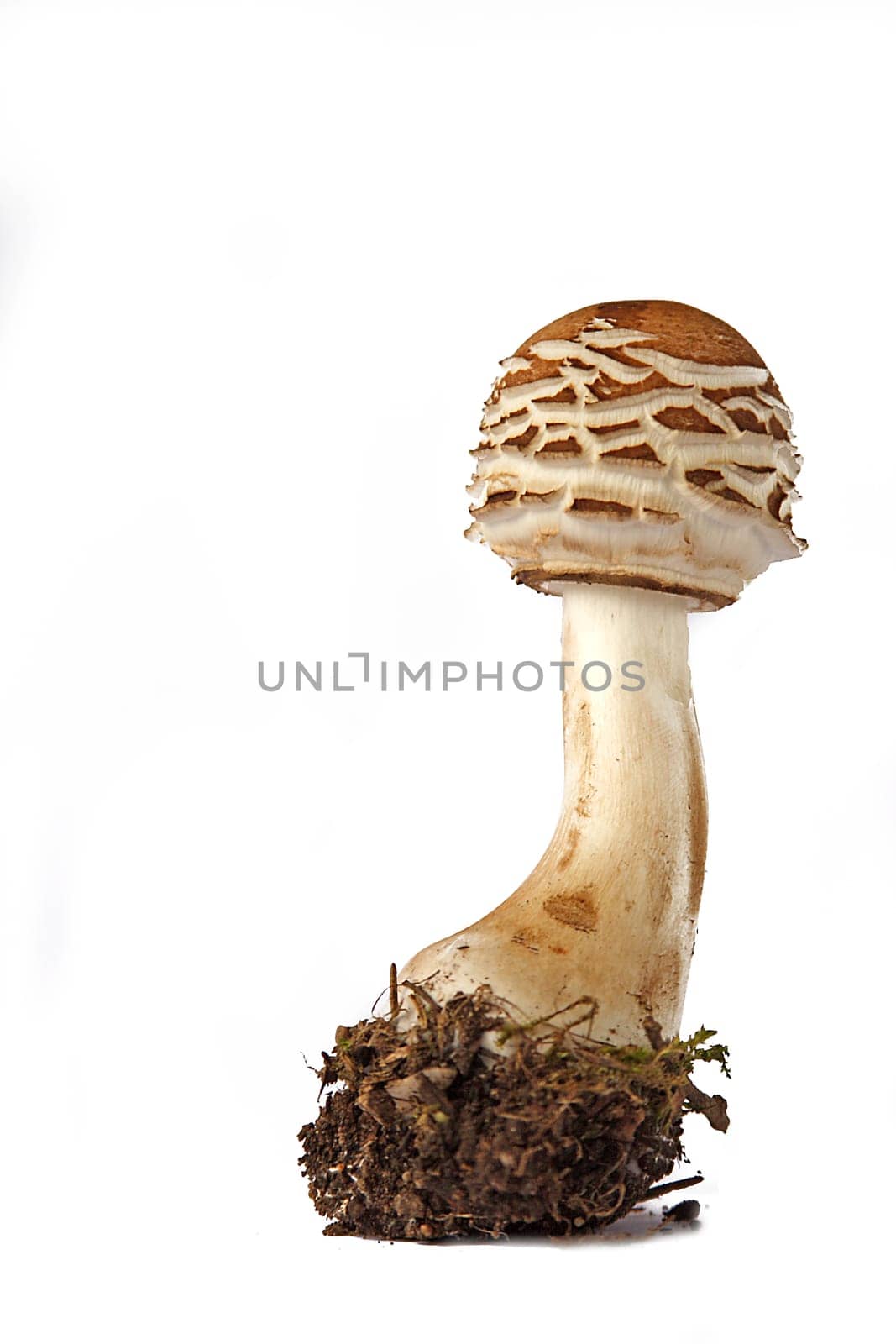 Parasol