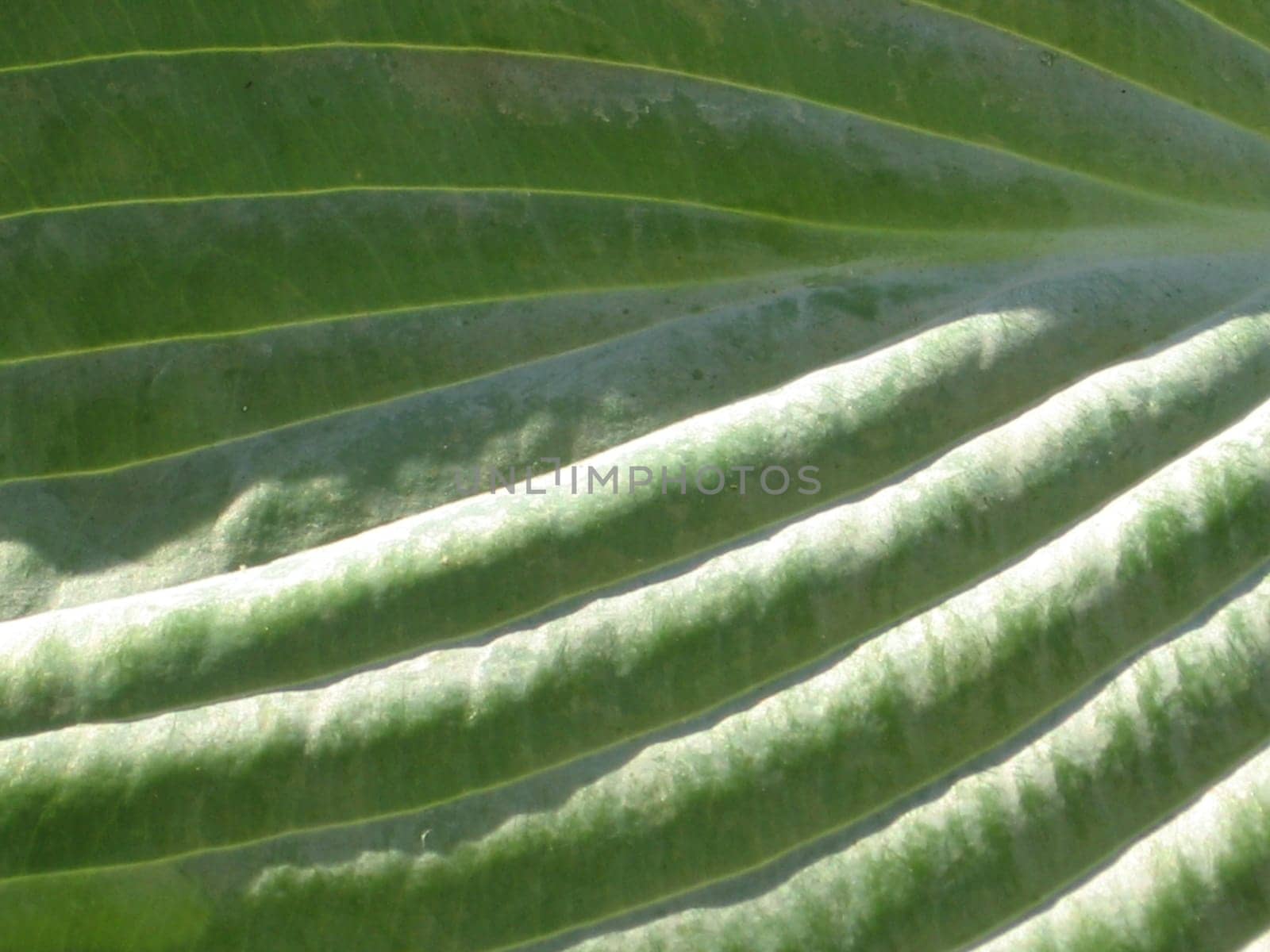 Leaf