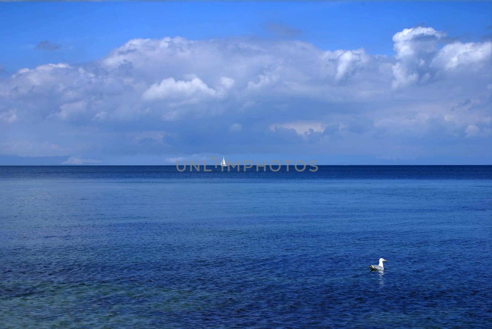 The Lonely Sailor and the Sole Seagull