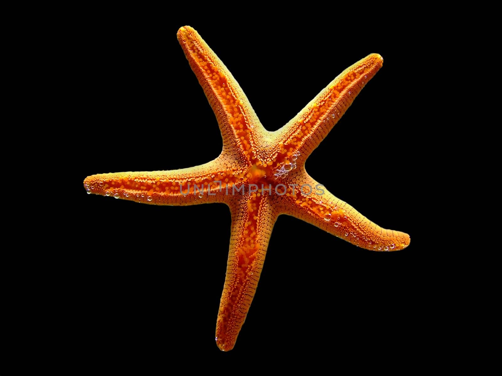 Starfish