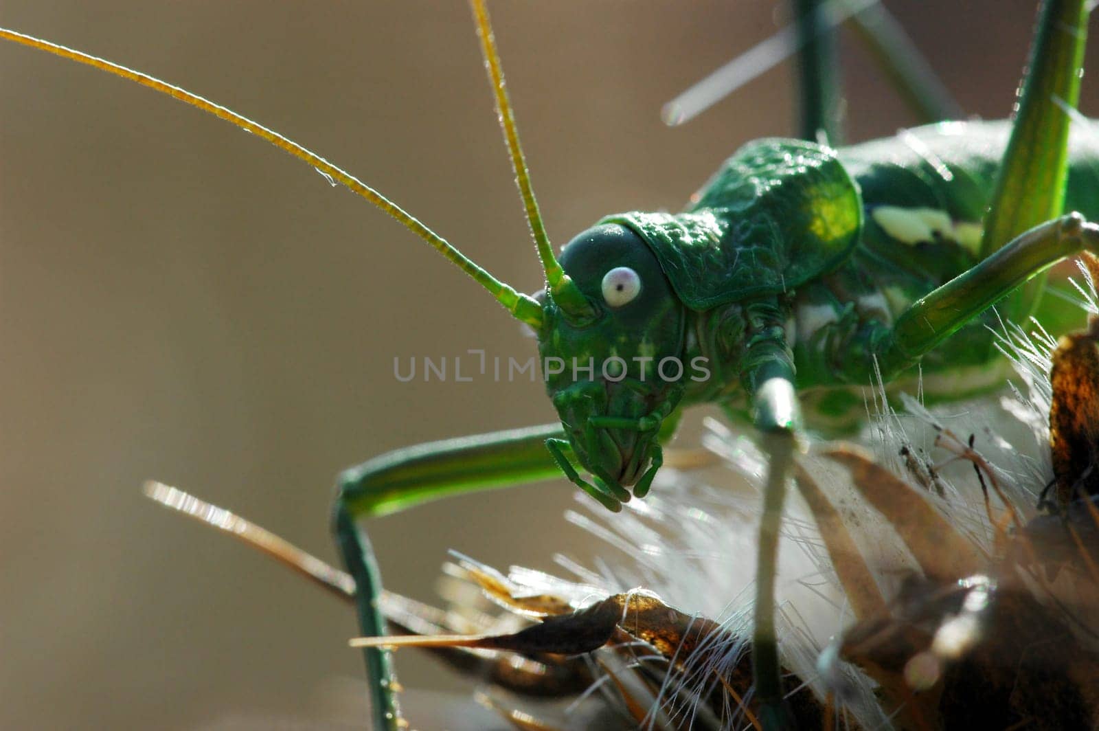 Grasshopper 1