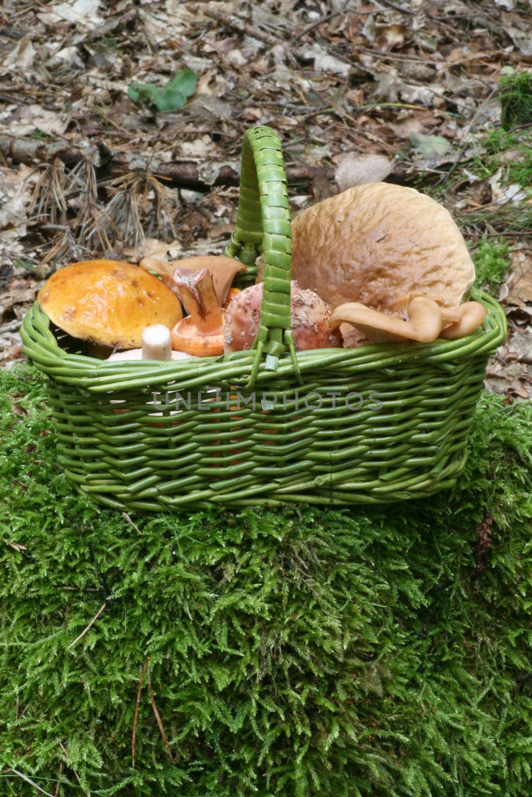 Mushroom basket